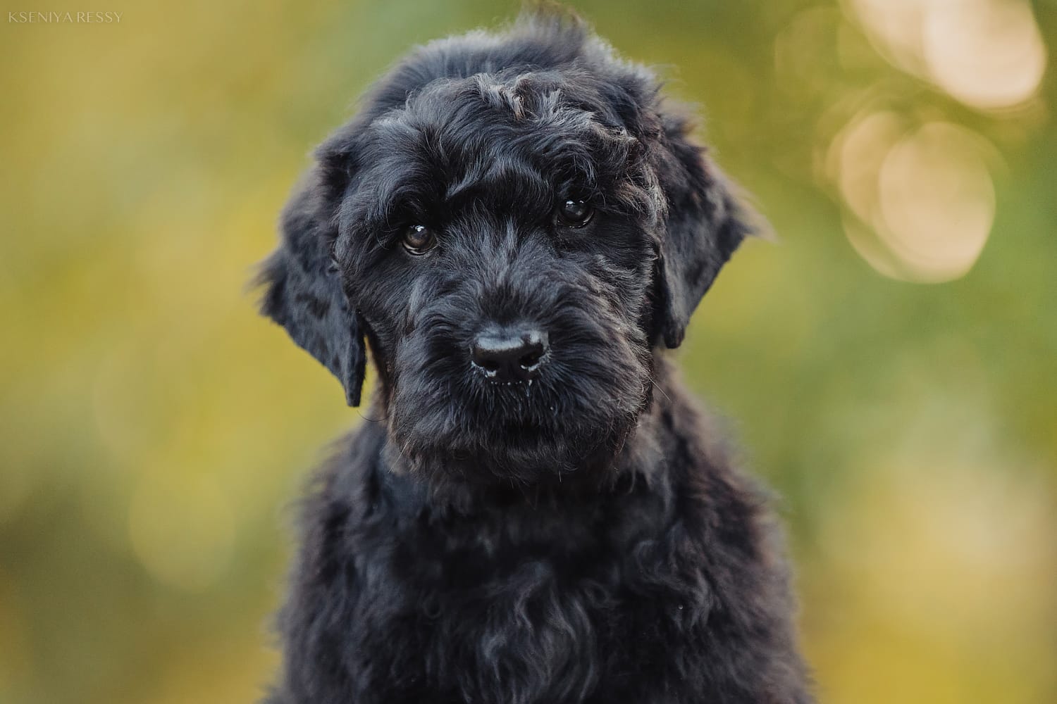 фотоальбом Деликато Бестиа любовь до луны и обратно